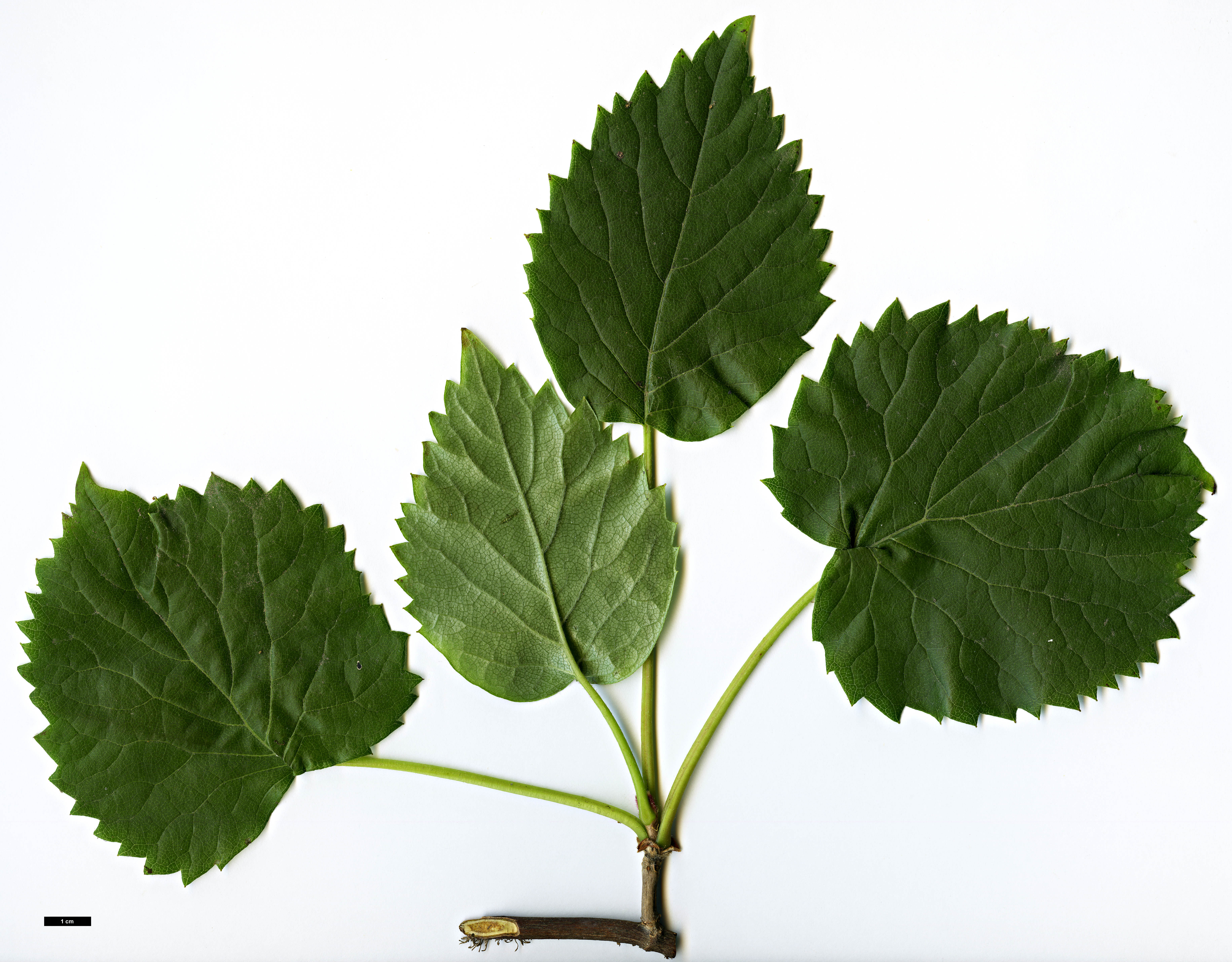 High resolution image: Family: Hydrangeaceae - Genus: Schizophragma - Taxon: hydrangeoides - SpeciesSub: f. quelpartensis High resolution image: Family: Hydrangeaceae - Genus: Schizophragma - Taxon: hydrangeoides - SpeciesSub: f. quelpartensis
